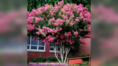 BUNGUR (Lagerstroemia speciosa), Gerakan Warga GKJW, GKJW