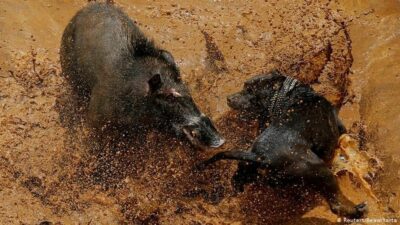 Bagong Tumbal, babi anjing majalaya, Gerakan Warga GKJW, UMKM GKJW.org